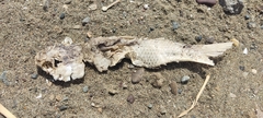 Mugilidae
