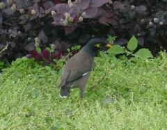 Acridotheres tristis