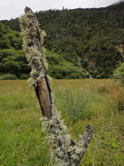 Ramalina complanata