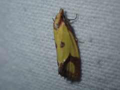 Agapeta zoegana