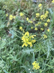 Rhamphospermum arvense