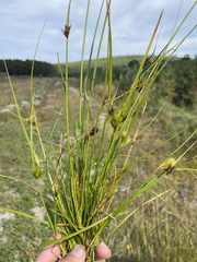 Carex bohemica