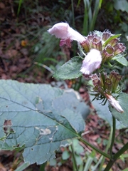 Phlomoides umbrosa