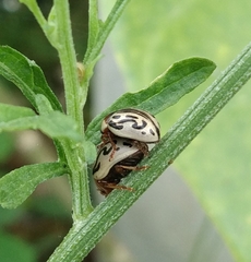 Zygogramma bicolorata