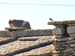 Phoenicurus ochruros