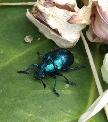 Platycorynus peregrinus