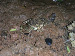 Fejervarya limnocharis