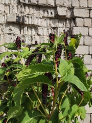 Phytolacca acinosa