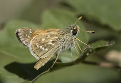 Hesperia comma