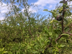 Prunus spinosa