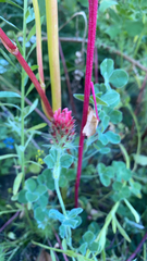 Trifolium incarnatum