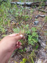 Anemonastrum crinitum