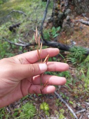 Bromus pumpellianus