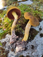 Cortinarius semisanguineus