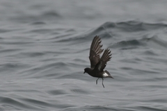Hydrobates pelagicus