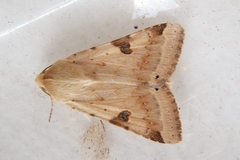 Heliothis peltigera