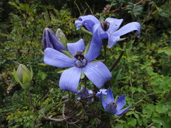 Pseudocodon convolvulaceus