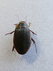 Dytiscus marginalis