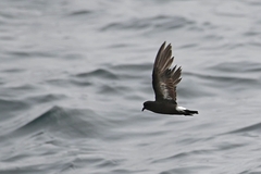 Hydrobates pelagicus
