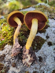 Cortinarius semisanguineus