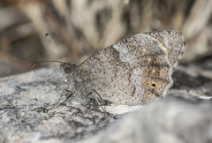 Hipparchia statilinus