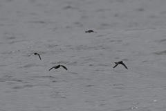 Hydrobates pelagicus