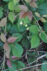 Impatiens parviflora