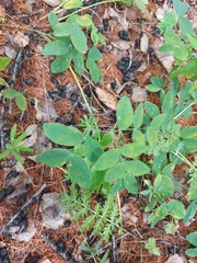 Lathyrus humilis