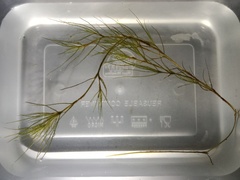 Najas indica