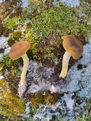 Cortinarius semisanguineus