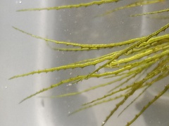 Najas indica