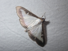 Cydalima perspectalis