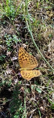 Argynnis paphia