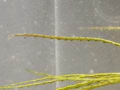 Najas indica