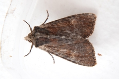 Apamea crenata