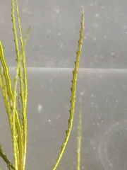 Najas indica