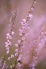 Calluna vulgaris