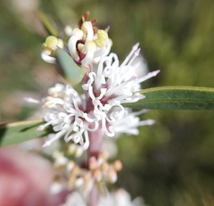 Myrtaceae