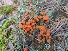 Xeromphalina