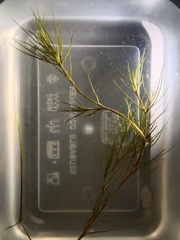 Najas indica
