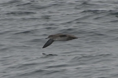 Puffinus mauretanicus