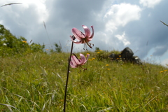 Lilium martagon