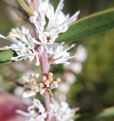 Myrtaceae