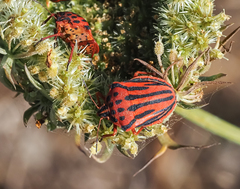 Graphosoma semipunctatum