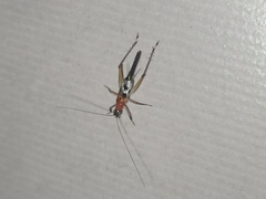 Homoeoxipha lycoides