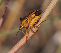 Carpocoris mediterraneus atlanticus
