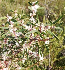 Myrtaceae