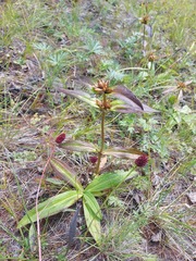 Gentiana macrophylla