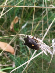 Pentatoma rufipes