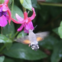 Macroglossum stellatarum